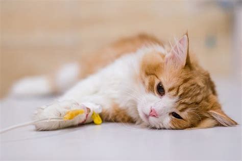 How To Clean up Cat Vomit in 5 Simple Steps - Cats.com