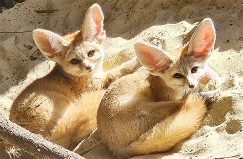 Fennec Fox Habitat