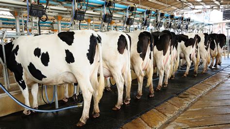 FDA Tests Turn Up Dairy Farmers Breaking The Law On Antibiotics : The ...