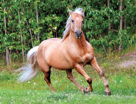 The 10 Best Horse Breeds in the World! - Native Breed.org