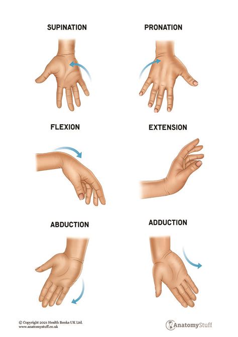 Wrist Flexion And Extension