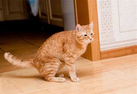 How Your Cat's Behavior May Change with Age | PetMD