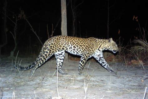 Indochinese leopard has disappeared from 94% of its historical range