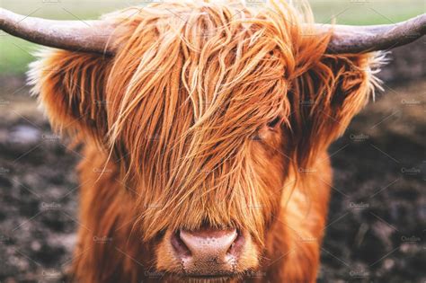 Highland Cow Cattle Scotland | Nature Stock Photos ~ Creative Market