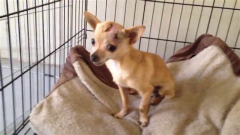 79+ Chihuahua Puppies Adoption Near Me Image - Bleumoonproductions