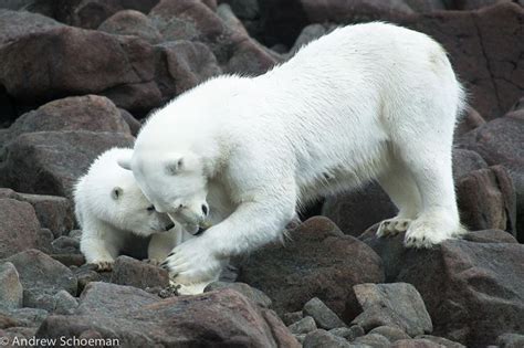 534 Best images about MELTING ICE on Pinterest | Canada, Zoos and Baby ...