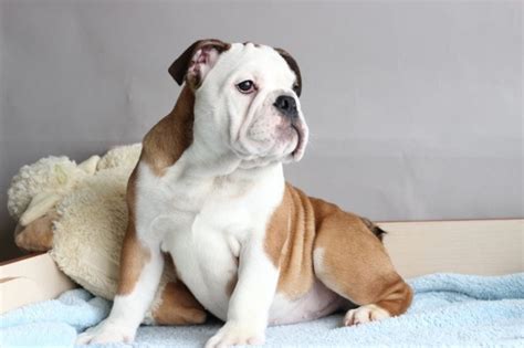 100 Unique Names for English Bulldogs | English bulldog, Cool pet names ...