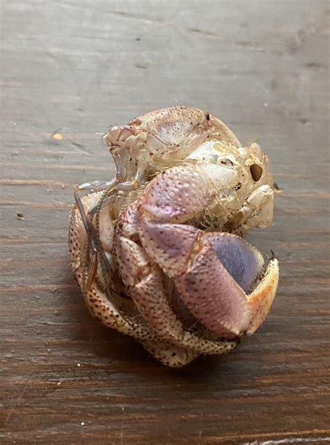 Hermit Crab Molting