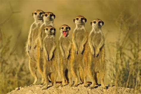 a meerkat family photo | One Big Photo