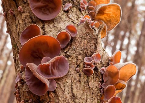 Types Of Fungi