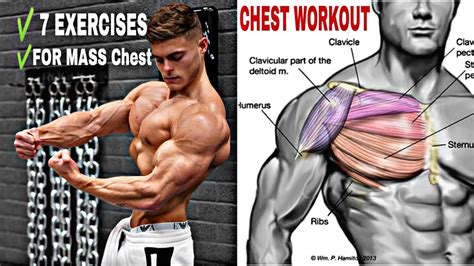 chest EXERCISE for MASS | chest workout - YouTube