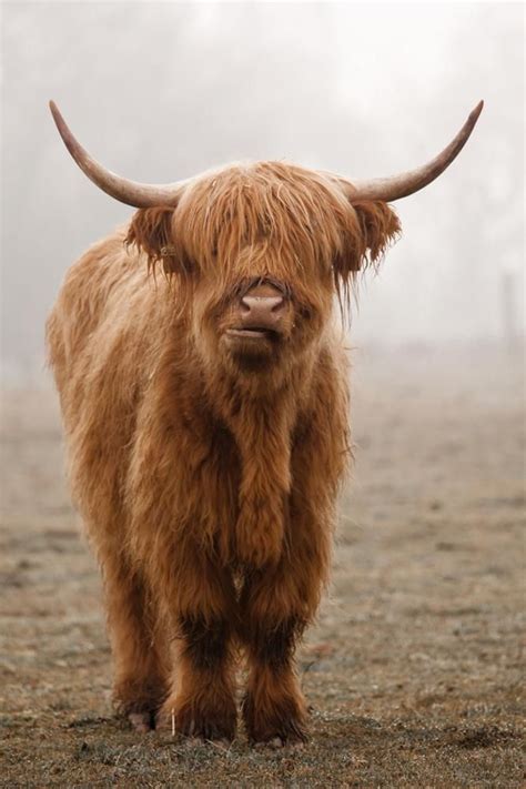 'Scottish Highland Cow' Photographic Print - Franz Peter Rudolf ...