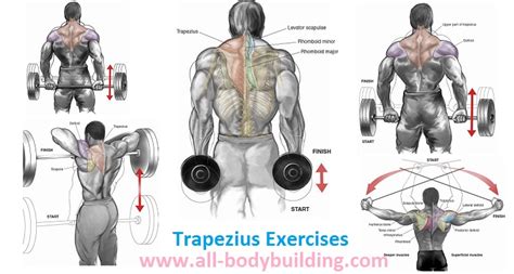 Trapezius Exercises For Size and Strength - Bodydulding