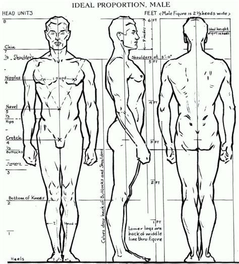 Proportions of the Human Figure : How to Draw the Human Figure in the ...