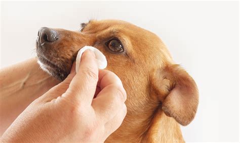 Common Types of Eye Discharge in Dogs - Causes and Treatments | Buddydoc