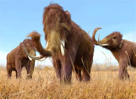 10 Extinct North American Mammals