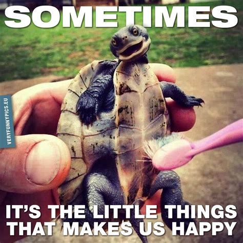 Smiling turtle gets brushed by toothbrush | Roliga bilder, Söta djur ...