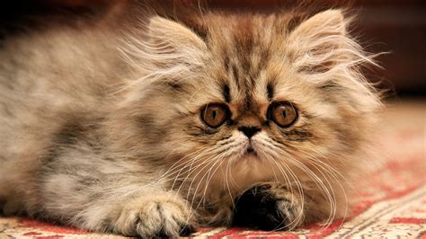 Persian Cat | Animals Super Store