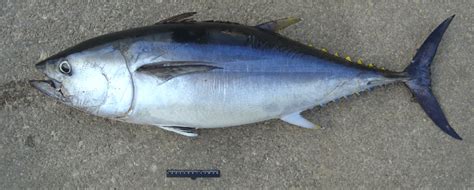 Thunnus thynnus (Linnaeus 1758), Beirut, 15 November 2005. | Download ...