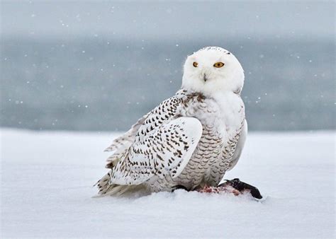 动物世界的冰雪时光_北极