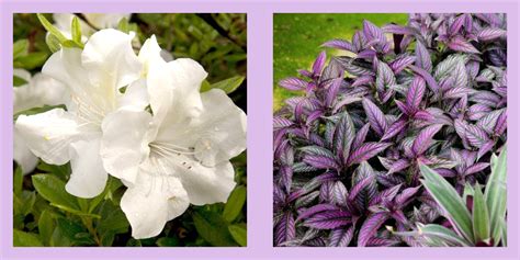 10 Shade-Loving Perennials to Transform Your Garden