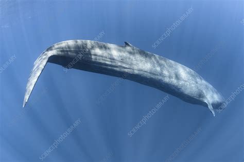 Pygmy blue whale - Stock Image - C046/4044 - Science Photo Library