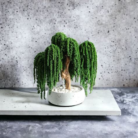 Indoor Bonsai - Etsy