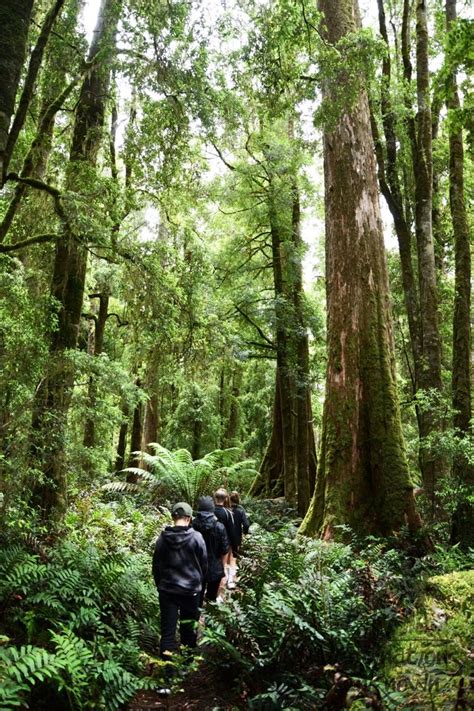 The Tarkine Drive, Tasmania | Tasmania, Australian travel, Bruny island