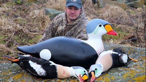 King Eider hunting 2018 - Island X HD - YouTube