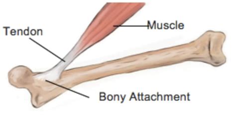 Tendons, Not Ligaments - Legal Bytes