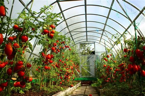 How to Grow Tomatoes in a Greenhouse - 6 Tips