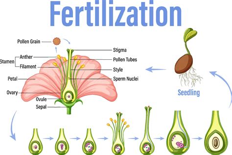 Diagram showing fertilization in flower 7562732 Vector Art at Vecteezy