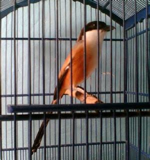 Rahasia Agar Burung Cendet Cepat Gacor - Tips Merawat Burung