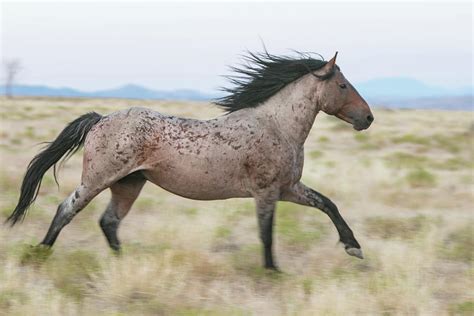 Bay Roan Run 1 Photograph by Kent Keller - Fine Art America