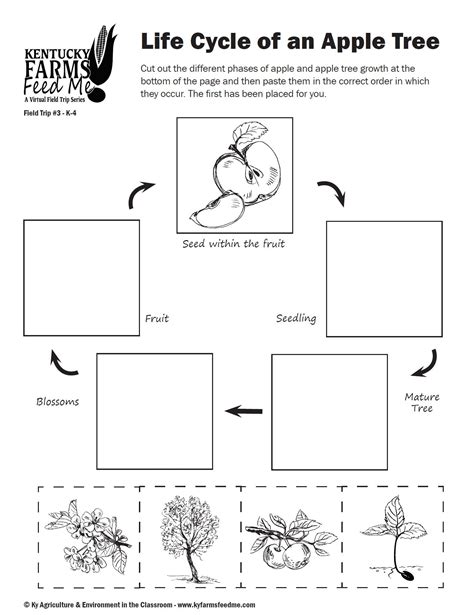 Life Cycle of an Apple Tree — #TeachKyAg