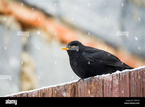 male of Common blackbird Stock Photo - Alamy