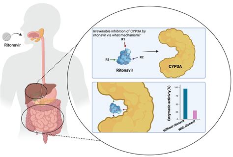 IJMS | Free Full-Text | The Mechanism-Based Inactivation of CYP3A4 by ...