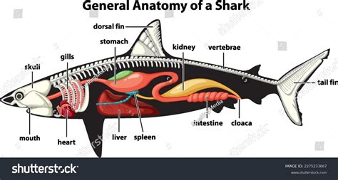 General Anatomy Shark Diagram Illustration Stock Vector (Royalty Free ...