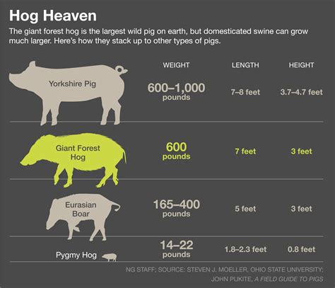 Why the World’s Biggest Pig Is in Serious Trouble