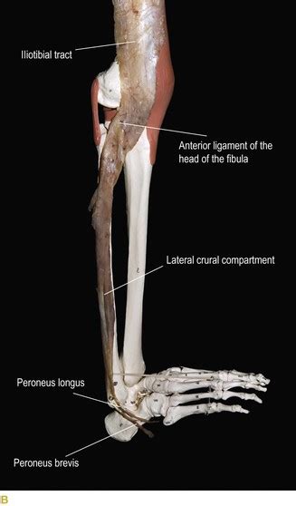 The Lateral Line | Basicmedical Key