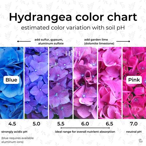 Hydrangea color chart 🌸🌈 Navigate hues for the perfect garden palette