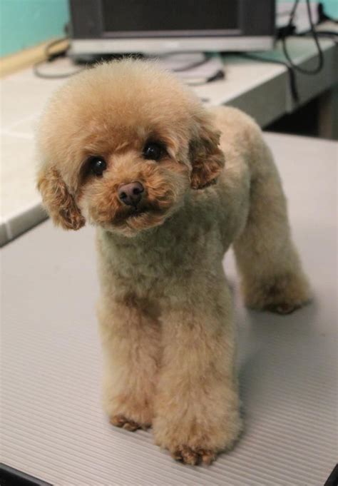 Grooming Poodles is important to their health discuss poodle grooming ...