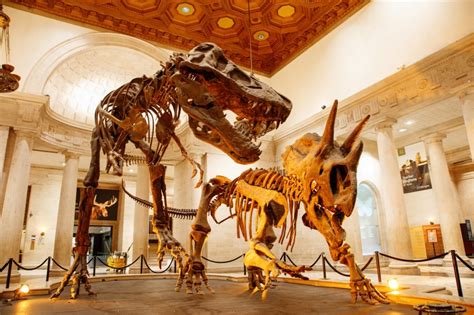 American Museum Of Natural History Dinosaur