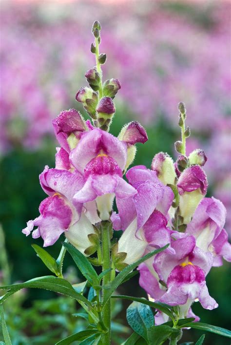 Growing Snapdragon Flowers - How To Care For Snapdragon Plants ...