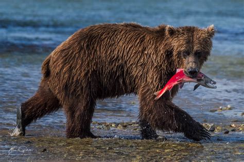 Alaska: Landscape and Bears Photo Workshop - Jack Graham Photography