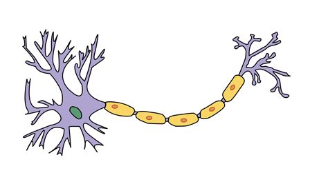 A Unlabelled Neuron - ClipArt Best