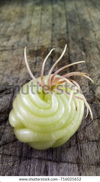 Close Catmon Fruit On Wood Table Stock Photo (Edit Now) 716025652