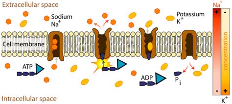 Active Transport Requires Carrier Protein - Transport Informations Lane