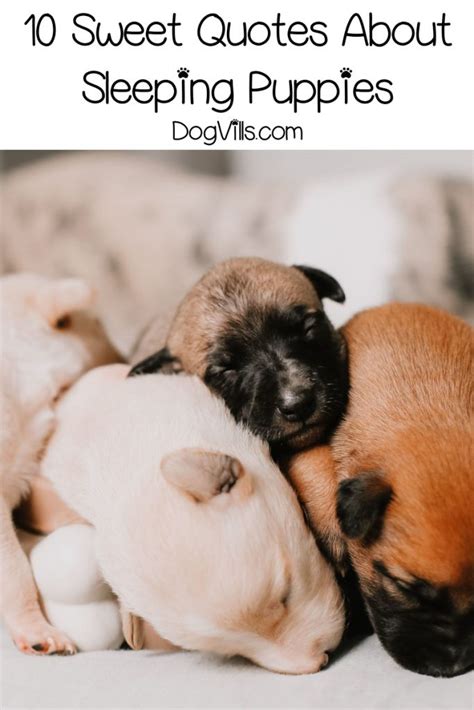 10 Sweet & Funny Sleeping Puppy Quotes - DogVills