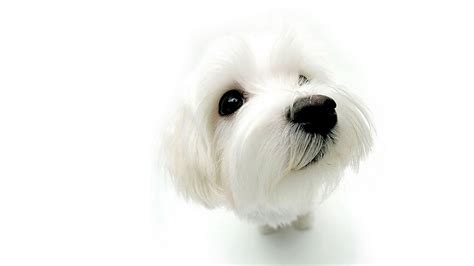 Dog Wallpapers - HD WALLPAPERS